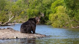 Black Bear at Fondation des Amis du Parc Omega
