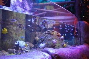 Fishes at Life Aquarium Legoland