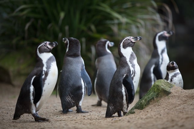 Humboldt penguins at Dublin Zoo
