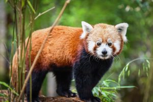 Louisville Zoological Garden Sundara Red Panda
